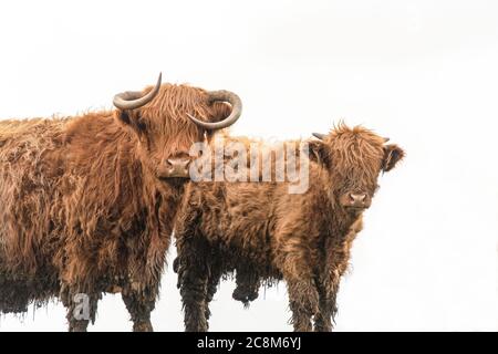 Due mucche delle Highland in un campo Foto Stock