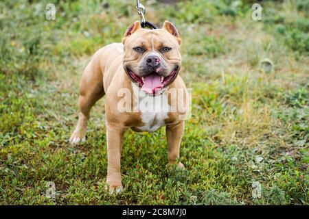 Ritratto del bulldog americano sull'erba verde. Foto Stock