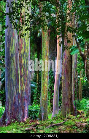 Unico e colorato boschetto di eucalipti arcobaleno che crescono nella foresta pluviale lungo la strada per hana su Maui Foto Stock