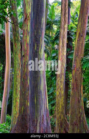 Unico e colorato boschetto di eucalipti arcobaleno che crescono nella foresta pluviale lungo la strada per hana su Maui Foto Stock