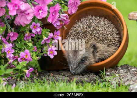 Hedgehog (nome scientifico o latino: Erinaceus Europaeus). Riccio selvatico e nativo all'interno di una pentola di piante di terracotta e foraggio in un letto di fiori estivi. Foto Stock