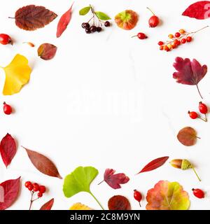 Concetto di caduta. Cornice in foglie autunnali - betulla, acero giapponese, ginkgo, geranio, bacche di baracca, acorni, rowan, biancospino sul dorso in marmo bianco Foto Stock