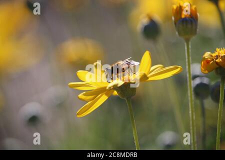 Comune Drone Fly (Eristalis tenax) nettare alimentazione su margherita fiore cespuglio, Australia del Sud Foto Stock