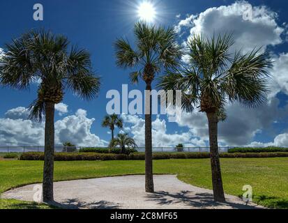 Tre palme sotto il sole Foto Stock