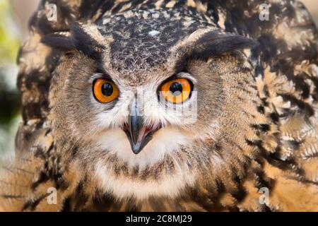 Un ritratto di un'aquila eurasiatica. Foto Stock