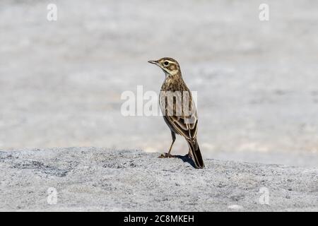 Australasian Pipit Foto Stock