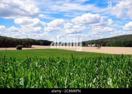 22 luglio 2020, Brandenburg, Bad Saarow/OT Neu-Golm: Edifici residenziali sulla Fürstenwalder Straße dietro un campo di mais o mais. Il villaggio è stato menzionato per la prima volta in un documento nel 1418 come Golin. Foto: Soeren Stache/dpa-Zentralbild/ZB Foto Stock