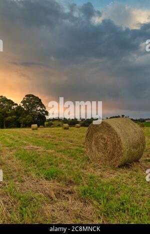 Le balle di fieno sono avvolte e pronte per il prelievo e la consegna su un campo di fieno in una proprietà a Yungaburra, Queesnland, Australia. Foto Stock