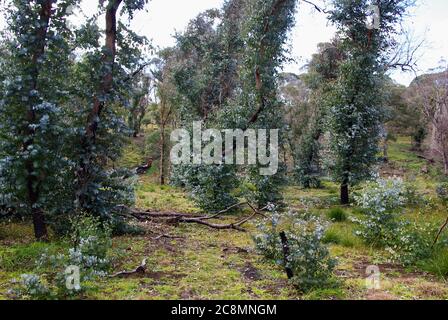 Epicormic spara su alberi di eucalipto dopo 2020 fuoco di cespuglio a Ebor Falls NSW Foto Stock