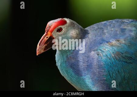 Primo piano della colorata Swamphen viola Foto Stock