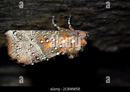 Herald falena in ibernazione invernale Foto Stock