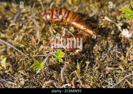 Hornet che libera la falda vecchia pupa vuota Foto Stock