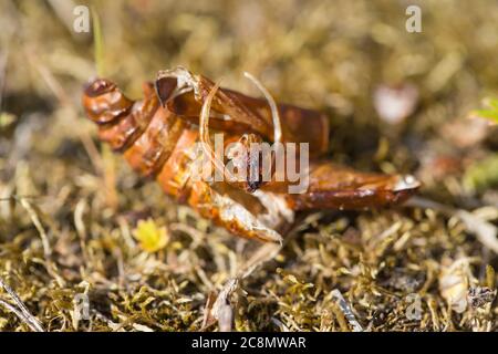 Hornet che libera la falda vecchia pupa vuota Foto Stock