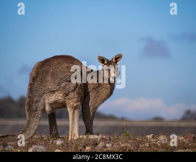 Un canguro grigio orientale Foto Stock