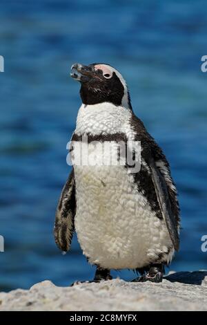 Un pinguino africano (Speniscus demersus) sulle rocce costiere, Capo Occidentale, Sud Africa Foto Stock