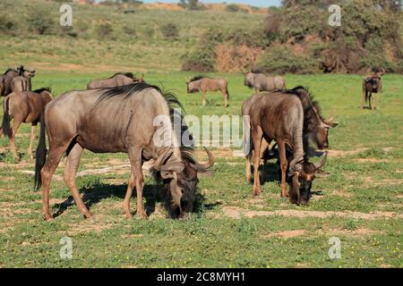 Mandria di wildebeest blu (Connochaetes taurinus) che pascolano in habitat naturale, Kalahari, Sudafrica Foto Stock