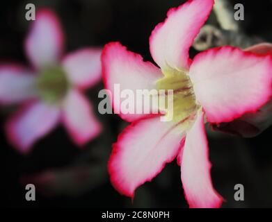 bellissimi fiori rosa di adenium o fiori di rosa del deserto (adenium obesum) sono in fiore, bengala occidentale, india Foto Stock