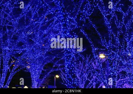 Luci di Natale che decorano gli alberi a lato della strada della città Foto Stock