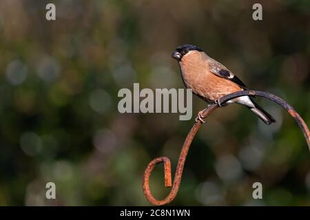 Bullfinch femmina Foto Stock