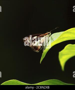 erba demone farfalla (udaspes folus) su una foglia, campagna del bengala occidentale in india Foto Stock