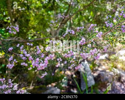 Pianta di erica viola primo piano in Table Mountain National Park, Città del Capo, Sud Africa. Foto Stock