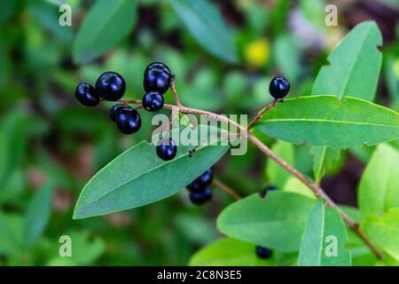 Fresca blueberrys organico sulla boccola. Colori vividi. Foto Stock