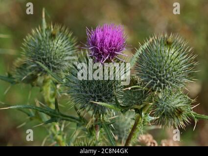 Spear Thistle (circium vulgare) Foto Stock