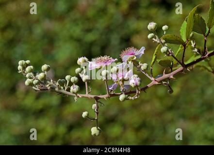 Fiori di Blackberry Foto Stock