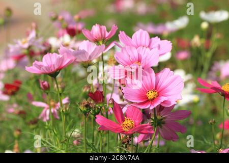 COSMOS fiori campo, molti fiori rosa e viola bella fioritura nel giardino (Cosmos comune, Cosmos bifinnata Hort, Coreopsis formosa Bonato) Foto Stock