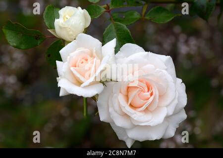 l Rosa Penny Lane Hardwell Rose Penny Lane arrampicata fiori di rosa fioritura Foto Stock