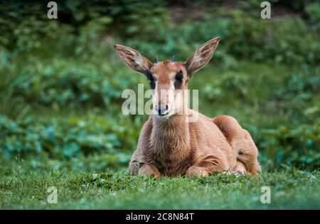 Giovane antilope sabile che riposa su un'erba verde Foto Stock