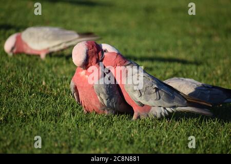 Galah Foto Stock