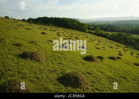 Prato giallo e colline sulla collina di Wolstonbury. Foto Stock