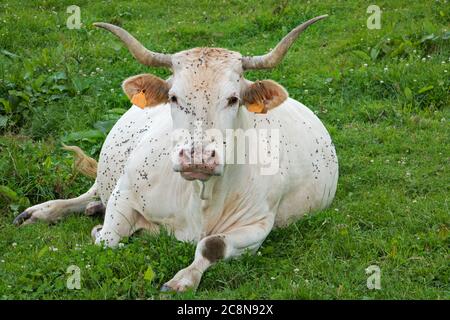 Mucca bianca, Bonde d’Aquitaine, adagiata sull’erba, un sacco di mosche sul suo corpo Foto Stock