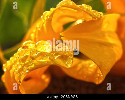 Gocce d'acqua su un girasole giallo Foto Stock