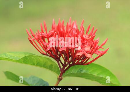 Cinese Ixora (Jungle Flame, Jungle Geranium, fiamma dei boschi, Dwarf Ixora) fiore, primo piano di fiore rosso fiorire nel giardino Foto Stock