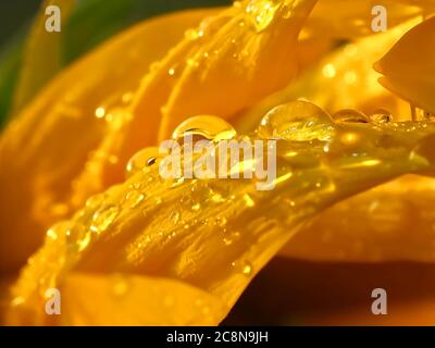 Gocce d'acqua su un girasole giallo Foto Stock