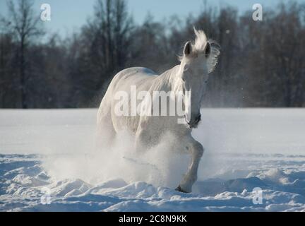 Bel cavallo bianco nella neve Foto Stock