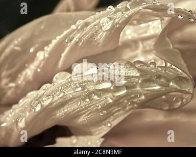Gocce d'acqua brillanti su un girasole Foto Stock