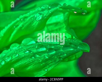 Gocce d'acqua brillanti su un girasole Foto Stock