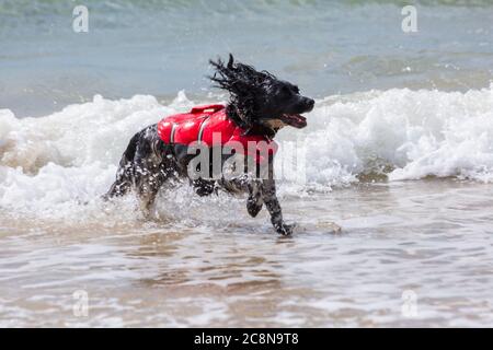 Poole, Dorset UK. 26 luglio 2020. Tempo in Gran Bretagna: Molto ventoso, ma caldo e soleggiato con onde ruvide alle spiagge di Poole. I cani si divertono a correre in mare. Cocker Spaniel cane che indossa giacca di giacca di cablaggio. Credit: Carolyn Jenkins/Alamy Live News Foto Stock