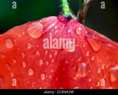Gocce d'acqua su un fiore rosso papavero Foto Stock