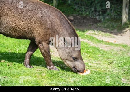 Tapiro sudamericano, Tapirus terrestris, chiamato anche tapiro brasiliano, tapiro amazzonico, tapiro maneggiato, tapiro lowland Foto Stock