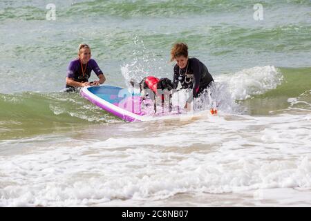 Poole, Dorset UK. 26 luglio 2020. Tempo in Gran Bretagna: Molto ventoso, ma caldo e soleggiato con onde ruvide alle spiagge di Poole. I cani e i loro proprietari si divertono in mare. Cane Cocker Spaniel su tavola con proprietario e istruttore in acqua. Credit: Carolyn Jenkins/Alamy Live News Foto Stock