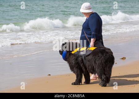 Poole, Dorset UK. 26 luglio 2020. Tempo in Gran Bretagna: Molto ventoso, ma caldo e soleggiato con onde ruvide alle spiagge di Poole. I cani e i loro proprietari si divertono in mare. Addestramento del cane - il cane e la donna di Terranova si affacciano sul mare. Credit: Carolyn Jenkins/Alamy Live News Foto Stock