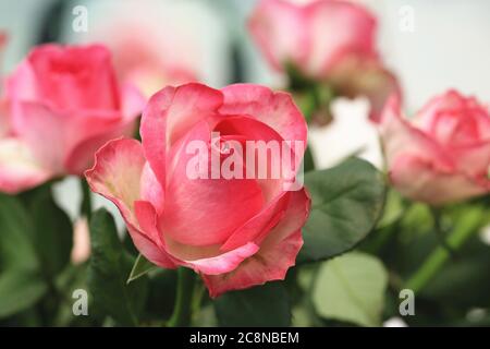 Rosso con rose gialle, bella vista di rosso con rose gialle fiorire nel giardino Foto Stock