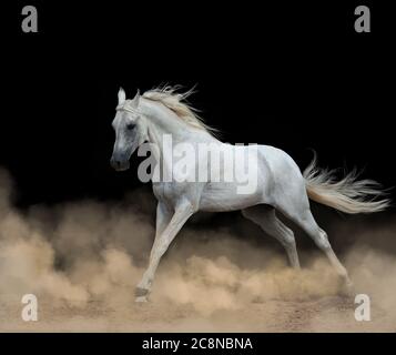 stallone arabo bianco che corre nella polvere dalle tenebre Foto Stock