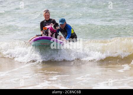 Poole, Dorset UK. 26 luglio 2020. Tempo in Gran Bretagna: Molto ventoso, ma caldo e soleggiato con onde ruvide alle spiagge di Poole. I cani e i loro proprietari si divertono in mare. Cavapoochon si incrocia tra tre razze: Un Cavalier re Charles spaniel, un poodle e una frise bichon, noto anche come 'il cane che non cresce mai vecchio' su paddle board paddle board con i proprietari. Credit: Carolyn Jenkins/Alamy Live News Foto Stock