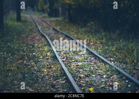 ferrovia a scartamento ridotto - rotaie nella foresta autunnale, tempo piovoso Foto Stock