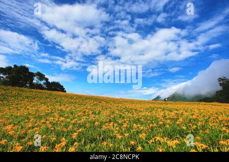 Fiori e boccioli di giorno che fioriscono sulla collina, splendido scenario di fiori di smerocallis arancio e nuvola di cielo Foto Stock